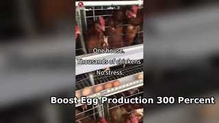 養鶏場向け全自動採卵鶏ケージシステム