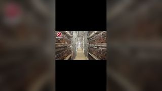 H タイプバッテリーケージを使用した養鶏場容量 2 倍