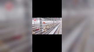 自動ブロイラーケージシステムで養鶏場の利益を向上