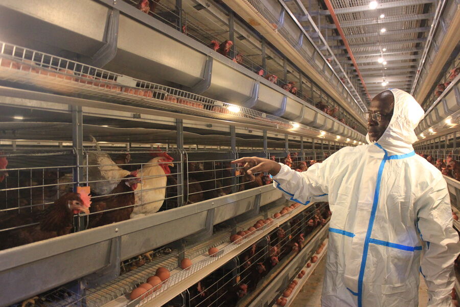 中国 Henan Silver Star Poultry Equipment Co.,LTD 会社概要