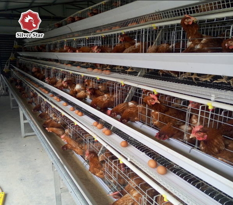 120 Capacity Hot And Cold Battery Chicken Cage A Type