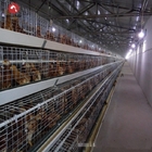 High Brood Survival Rate Layer Chicken Broiler Cage For Little Chick