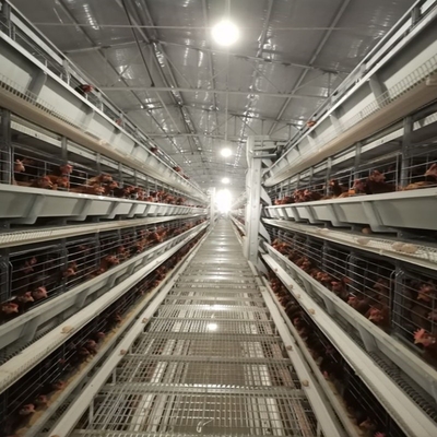 Hens Layer Battery Chicken Cages System H Type Galvanized 384 Birds / Set