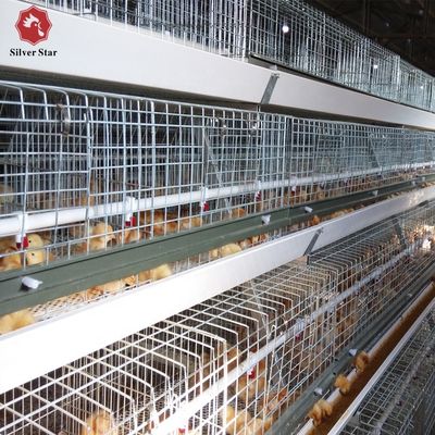 Automated H-Type Broiler Chicken Cage System with Hot-dip Galvanized Steel for High-Density Farming