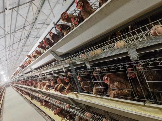 A Type Layer Battery Chicken Cage System In Poultry Farm Big Capacity