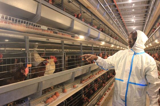 Hot-Dipped Galvanized Steel Fully Automatic Broiler Cage System with 3 or 4 Tiers for Poultry Farming