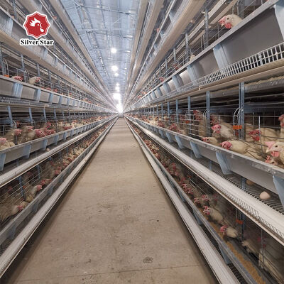 H Type Layer Chicken Cage System for Large Scale Commercial Poultry Farms