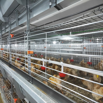 Q235 Battery Cages Laying Hens Chicken Farming Materials A Type