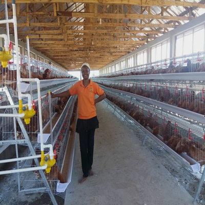 160 Birds Egg Layer Chicken Cage A Type Equipments For Poultry Farms
