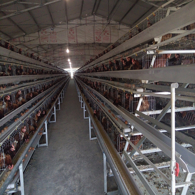 160 Birds Egg Layer Chicken Cage A Type Equipments For Poultry Farms