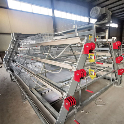 One Day Old Baby Chick Cage With Full Automatic System