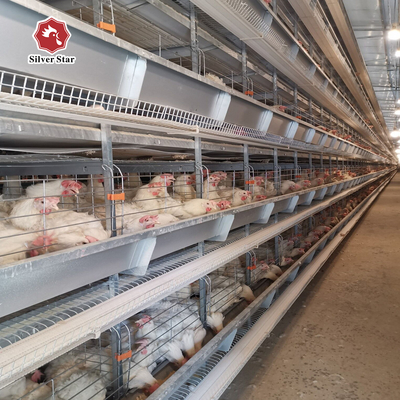 H Type 2.5mm Open House Battery Cage System 450cm2/Bird Area