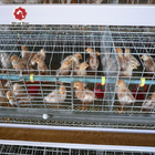 A Type Baby Chick Cage Include Automatic Drinking System