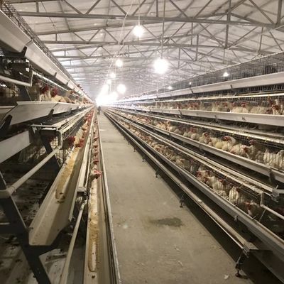 耐久性層チキンケージ 3 または 4 層のスペース利用と長続きする腐食耐性 鶏場に適しています