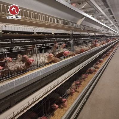 H型層鶏舎システム | 商業養鶏場向け自動家禽設備