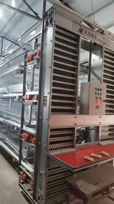 H Type Layer Chicken Cages System Q235A Automatic Laying Hen Egg Battery