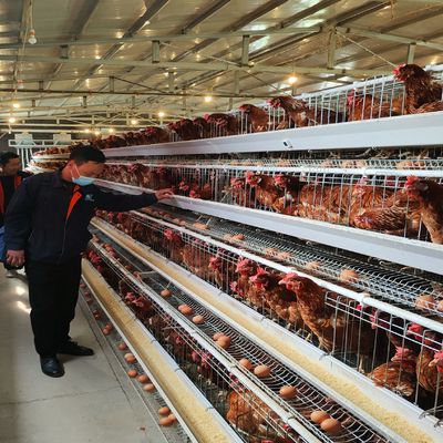 費用対効果の高いA型層式電池ケージシステム 3階/4階の家禽飼育場のための優れた換気