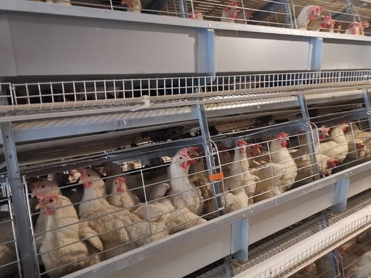 H Type Layer Chicken Cage with 20 Years Service Life for 54-216 Hens in 3-8 Tiers