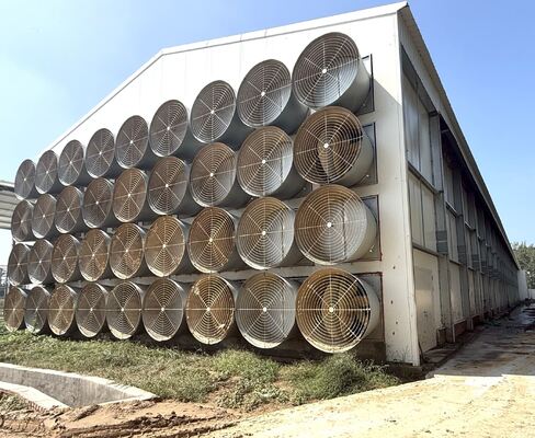 Hot Dipped Galvanized Steel 8 Tiers High Density Full Automatic Operation Battery Chicken Cage Poultry Farming Equipment