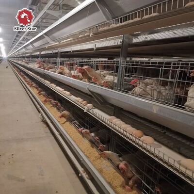 Hot-Dipped Galvanized Steel Fully Automatic Broiler Cage System with 3 or 4 Tiers for Poultry Farming