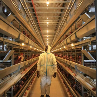 Hot-Dipped Galvanized Steel Fully Automatic Broiler Cage System with 3 or 4 Tiers for Poultry Farming