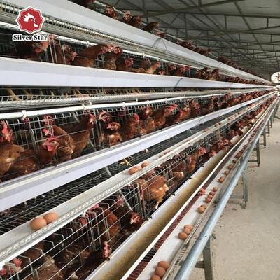 費用対効果の高い 3 層A型層ケージ,ガルバン化鋼と自動飼料システム