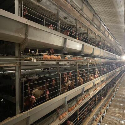 バッテリーチキンケージ 完全自動環境制御システム 鶏飼育に適しています