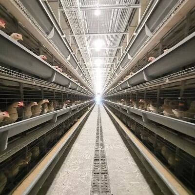 H Type Layer Chicken Cage 6 Tiers 144 Birds Automatic Feeding Hot Dip Galvanized for Poultry Farm