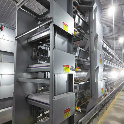 Automated H-Type Meat Broiler Cage System with Hot-Dip Galvanized Steel for High-Density Poultry Farming